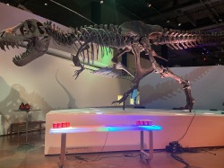Jurassic20LED20Beer20Pong 894374353 5 LED Water Pong Rental